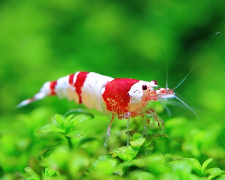 Red Bee Crystal Shrimp ~ 1cm - 2cm